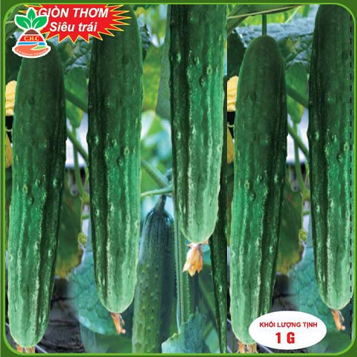 F1 aromatic cucumber seeds